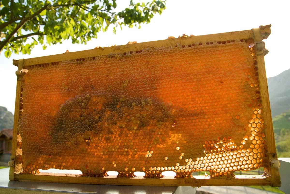 las abejas y la miel